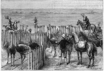 Un parque de avestruces en Heaterton Towers en el sur de África en 1895 de Unknown artist