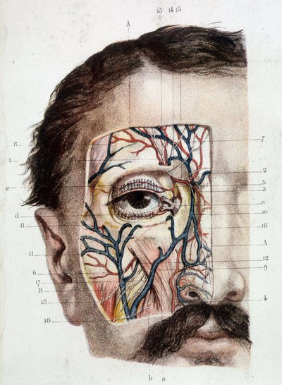 Lámina anatómica del ojo y su entorno (desollado) de Unknown artist