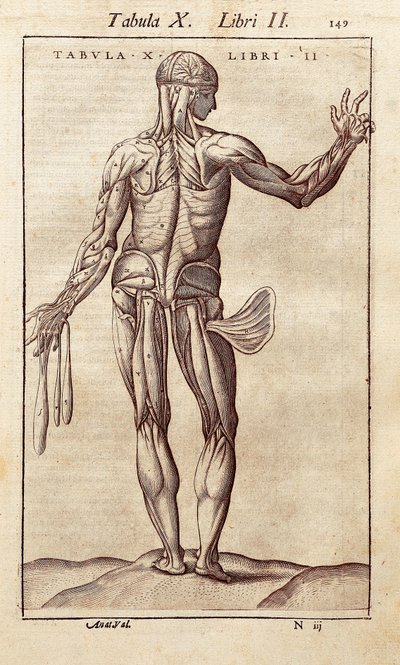 Tabla anatómica que representa a un hombre de espaldas. Grabado en "Anatomia Corporis Humani" de Juan Valverde De Amusco (1525-1588). Barcelona. Biblioteca de Catalunya. de Unknown artist