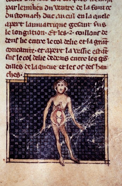 Figuras anatómicas: hombre y mujer con abdomen abierto, mostrando los riñones, vejiga, genitales: (detalle). Miniatura del manuscrito “Cirugía” (Folio 29) escrito por Henri de Mondeville (cirujano de Philippe Le Bel profesor de anatomía) de Unknown artist