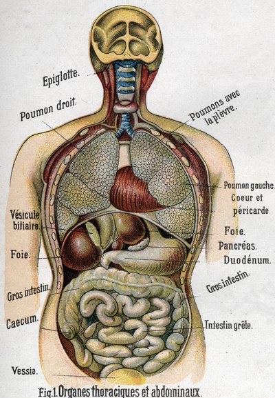 Anatomía: Órganos del pecho y abdomen. (Intestino, hígado, páncreas, pulmón, etc.) en La nueva medicación natural por F.E. Bilz. 1898 de Unknown artist