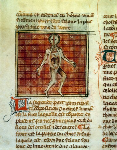 Anatomía del cuerpo humano de Unknown artist