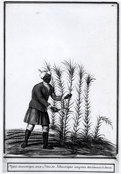 Antillas, negro doméstico cortando caña de azúcar. de Unknown artist