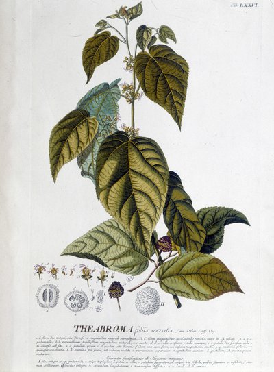 Planta de té Arbroma - lámina botánica de Unknown artist