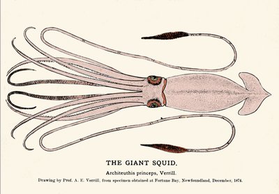 Architeuthis princeps, el calamar gigante varado en la playa de Fortune Bay (Terranova) en diciembre de 1874 y descrito por primera vez por el profesor A.E. Verrill. Grabado de la época. de Unknown artist
