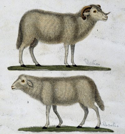 Aries y ovejas de Unknown artist