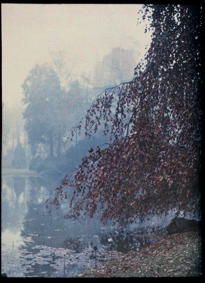 Paisaje de otoño, lago y árbol rojo en la niebla - 1920 aprox. (Autumn Landscape, Lake and red tree in the fog) Autochrome anonymous Collection privee de Unknown Artist