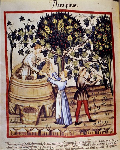 Representación del otoño: cosecha. La vendimia. Iluminación del 