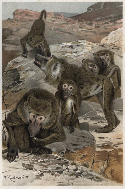 Babuino - Babuinos (Cercopithecinae) - grabado de 