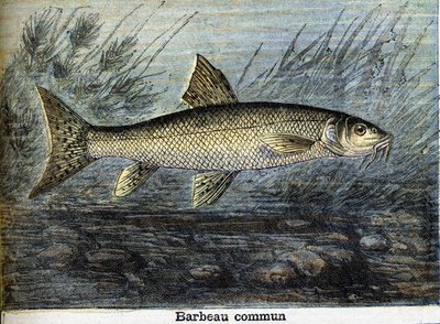 Barbo común. Grabado de 1897 de Unknown artist