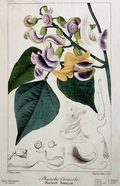 Babosa de frijol (phaseolus caracola), lámina botánica de Unknown artist