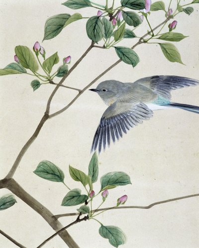 Pájaro - dibujo japonés por Riou Chim, finales del siglo XIX de Unknown artist