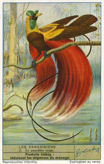 Ave del Paraíso de Unknown artist