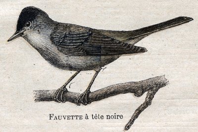Aves útiles para la agricultura: Reinita de patas negras de Unknown artist