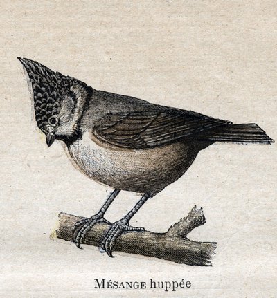 Aves útiles para la agricultura: Carbonero de Unknown artist