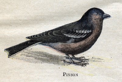 Aves útiles para la agricultura: Pinzón de Unknown artist