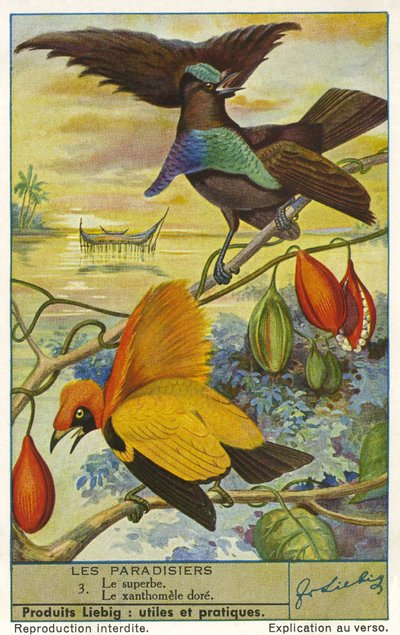 Aves del paraíso de Unknown artist