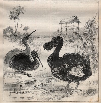 Aves que desaparecen: el dodo (o dronte) y el apteryx (o kiwi kiwi) - Grabado en “La Ciencia francesa” de Unknown artist
