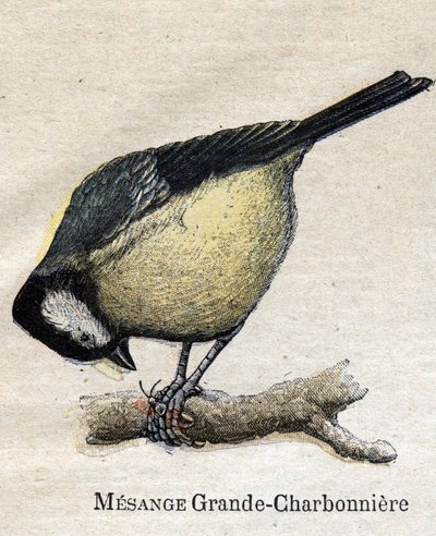 Aves útiles para la agricultura: Gran Carbonero - Carbón de Unknown artist