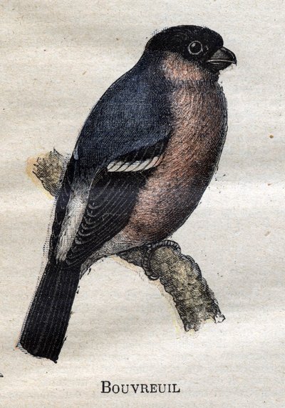Aves útiles para la agricultura: Camachuelo de Unknown artist