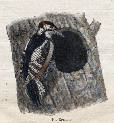 Aves útiles para la agricultura: Pájaro carpintero de Unknown artist
