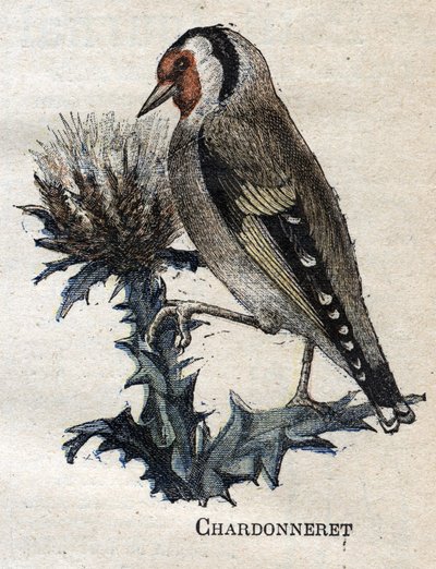 Aves útiles para la agricultura: Chardonneret de Unknown artist