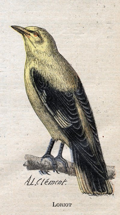 Aves útiles para la agricultura: Loriot de Unknown artist