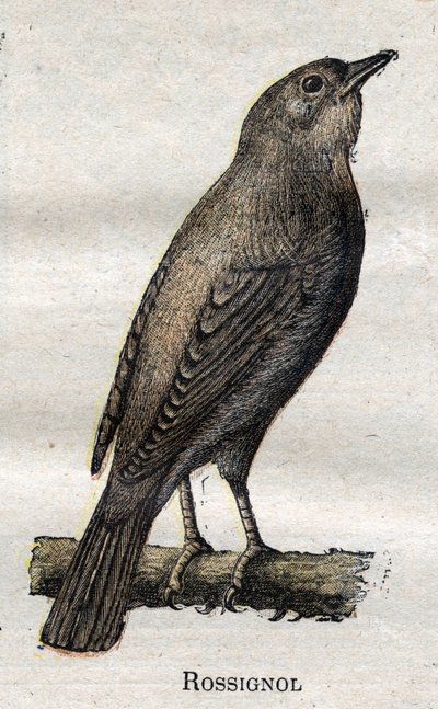 Aves útiles para la agricultura: Ruiseñor de Unknown artist