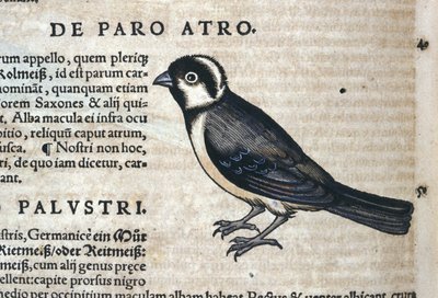 Pájaro negro en Historia Animalium por Conrad Gesner (1516 - 1565), Tiguri de Unknown artist