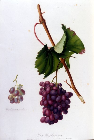 Uvas negras de Unknown artist
