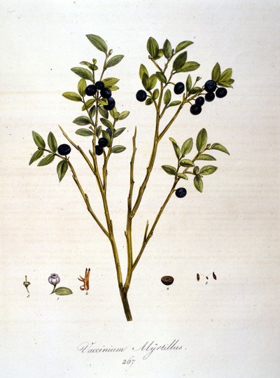 Arándanos: lámina botánica del siglo XIX. de Unknown artist