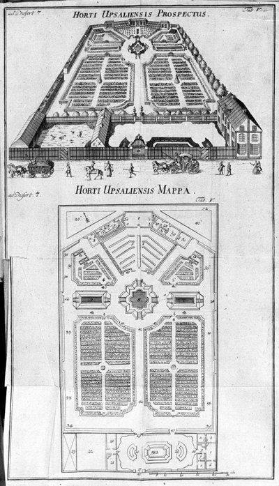 Jardín Botánico - HORTI UPSALIENSIS perspectiva y plano de Unknown artist