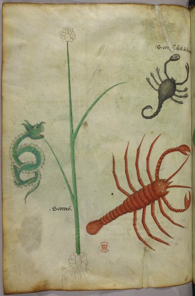 Ilustración botánica y animal. de Unknown artist