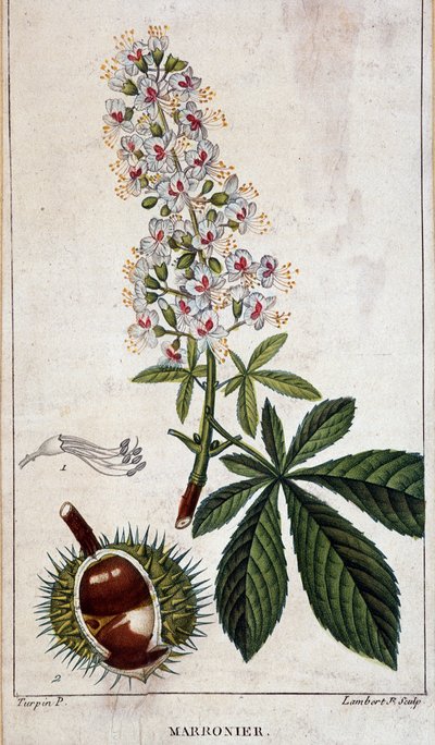 Lámina botánica - Flores, hojas y frutos del castaño de Unknown artist