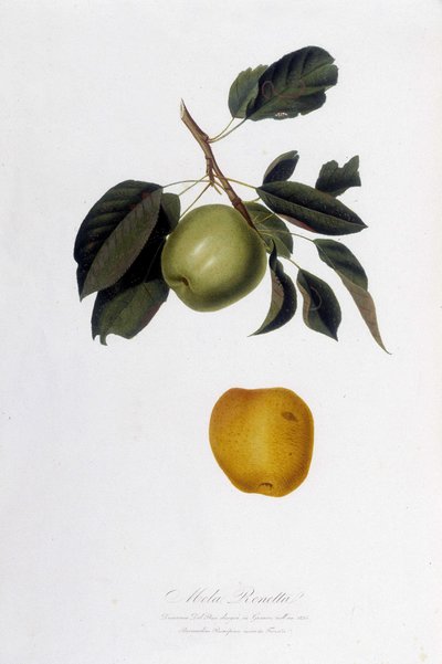 Lámina botánica: Manzana reineta (Mela Renetta) de Unknown artist