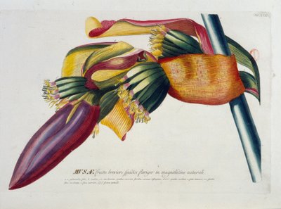 Lámina botánica: Plátanos, rama. s.f. siglo XIX de Unknown artist
