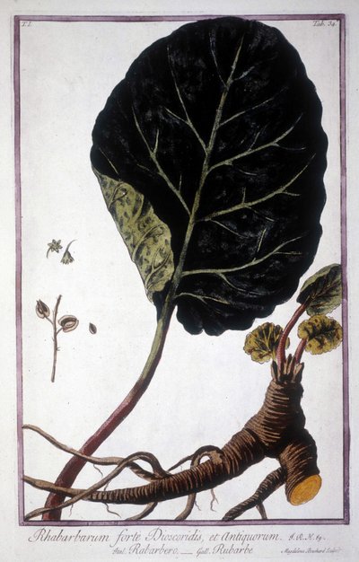 Lámina botánica: Hoja y raíces de Ruibarbo. Herbario del siglo XIX. de Unknown artist