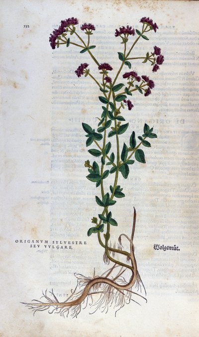 Lámina botánica: Orégano (Origanum vulgare). Herbario de Leonhard Fuchs, “Historia Stirpium”, Basilea de Unknown artist