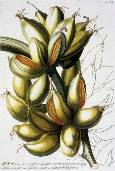 Lámina botánica: plátanos. Siglo XIX de Unknown artist