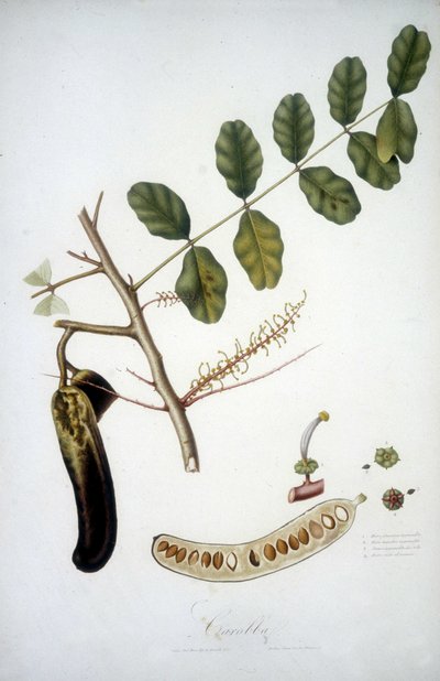 Lámina botánica: rama de algarrobo (Carobba). de Unknown artist