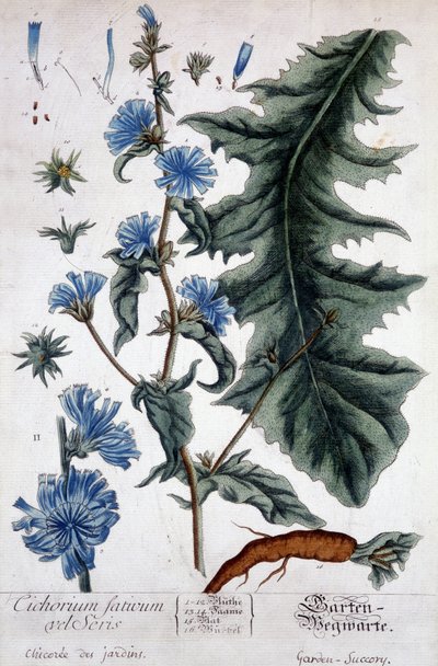 Lámina botánica: cichorium factivum velseris (achicoria de jardines) de Unknown artist