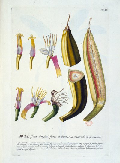 Lámina botánica: flores y corte de plátano. s.f. siglo XIX de Unknown artist