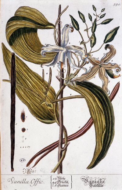 Lámina botánica de vainilla (vanilla offic) - siglo XIX de Unknown artist