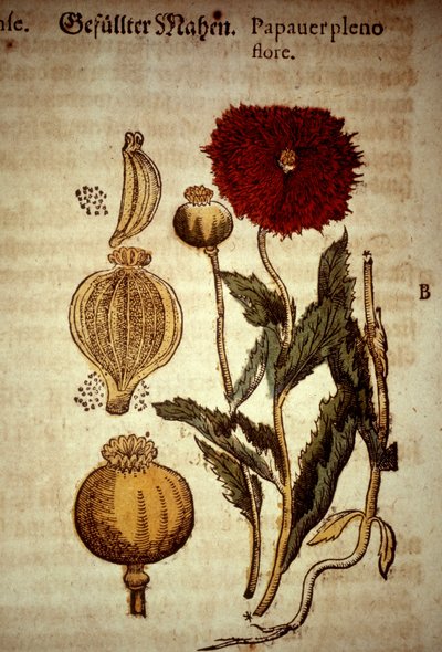 Lámina botánica: amapola. D