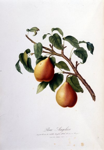 Lámina botánica representando la pera angelica. 1820 - 1822 de Unknown artist