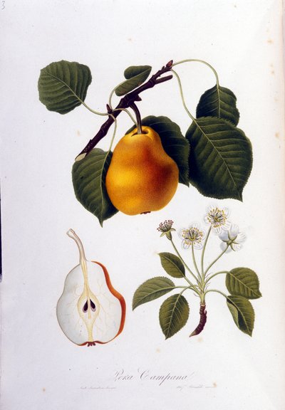 Lámina botánica que representa la pera campana. 1820 - 1822 de Unknown artist