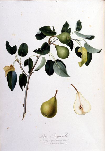 Lámina botánica que representa la pera campana. 1820 - 1822 de Unknown artist