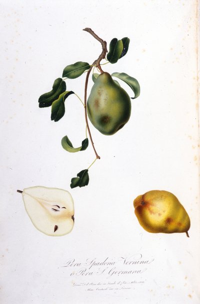 Lámina botánica que representa la pera spadona. 1820 - 1822 de Unknown artist