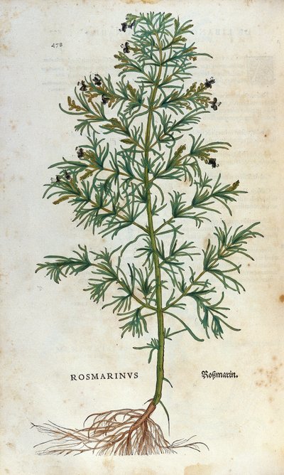 Lámina botánica: romero (rosmarinus). Herbario de Leonhard Fuchs, “Historia Stirpium”, Basilea de Unknown artist