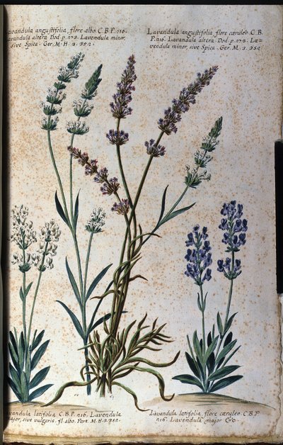 Lámina botánica: lavanda verdadera (Lavandula angustifolia) y lavanda de aspic (Lavandula latifolia) de Unknown artist